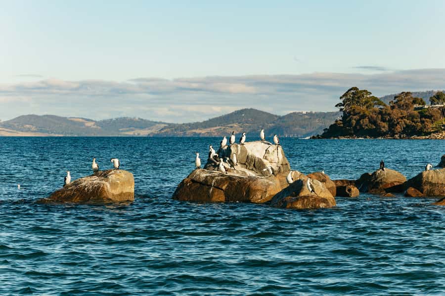 Hobart: 2.5-hour Iron Pot Lighthouse Cruise - Why this cruise is more than a lighthouse outing