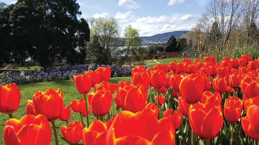 Hobart: 3-Hour City Sightseeing Tour - Starting at Brooke Street Pier and Sullivan’s Cove