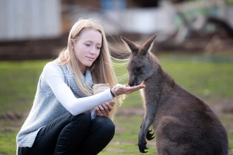 Hobart: Admission Ticket to Bonorong Wildlife Sanctuary - Key points to know before you go