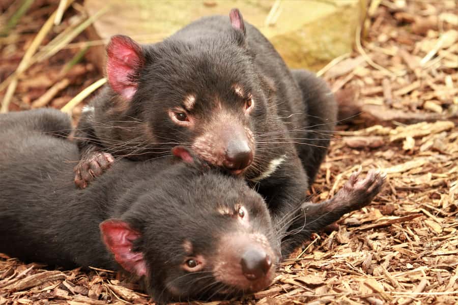 Hobart: Admission Ticket to Bonorong Wildlife Sanctuary - Why Bonorong is more than a quick animal stop