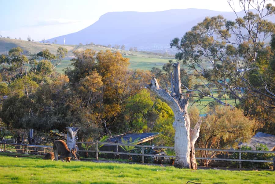 Hobart: Admission Ticket to Bonorong Wildlife Sanctuary - Meet Tasmanian devils, wombats and echidnas