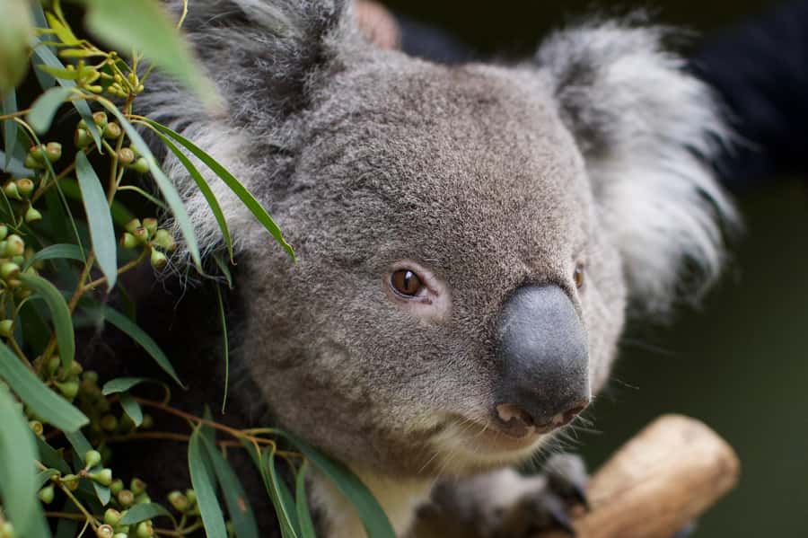 Hobart: Admission Ticket to Bonorong Wildlife Sanctuary - Use the daily tours to add meaning