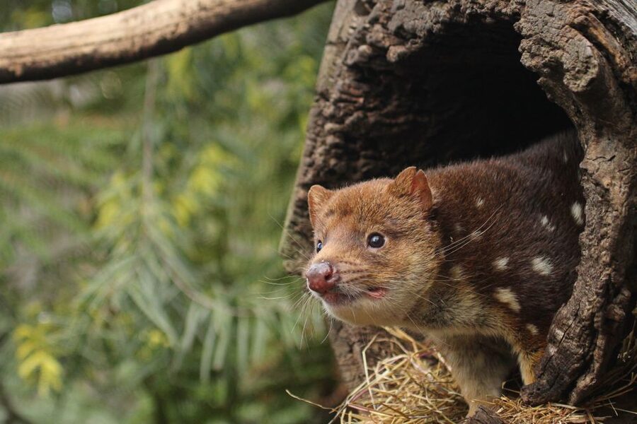 Hobart: Admission Ticket to Bonorong Wildlife Sanctuary - Is it suitable for children and wheelchair users?