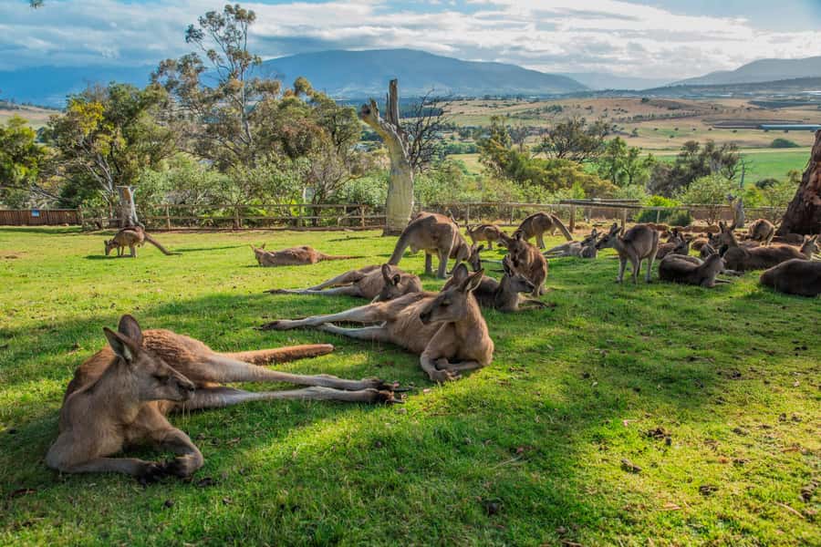Hobart Highlights Day Tour - Who should book it