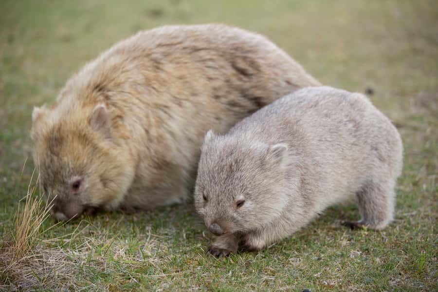 Hobart: Maria Island National Park Active Full-Day Tour - Darlington, where convict history meets wildlife