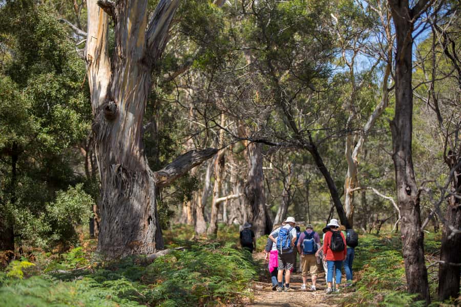 Hobart: Maria Island National Park Active Full-Day Tour - The early coach ride and ferry crossing