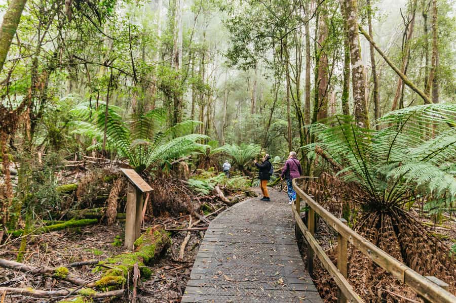 Hobart: Mt Wellington, Mt Field, Bonorong and Richmond Trip - Who should book this trip