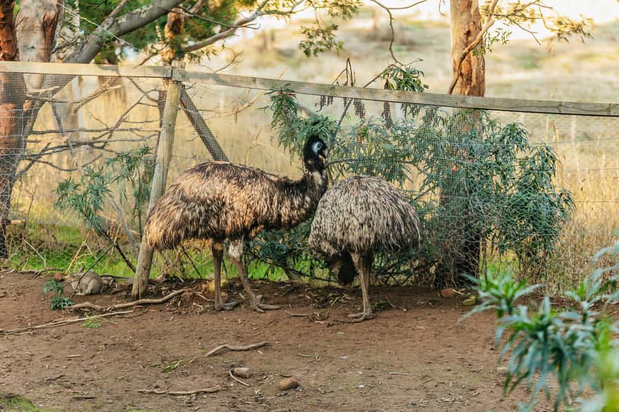 Hobart: Mt Wellington, Mt Field, Bonorong and Richmond Trip - Richmond’s old streets and a useful food stop