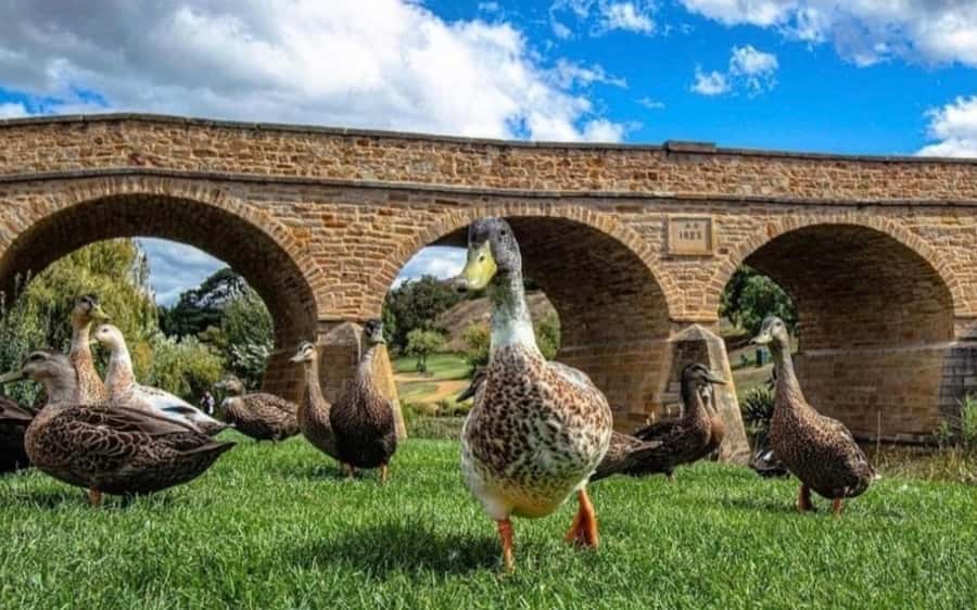 Hobart: Mt Wellington, Richmond, & Bonorong Wildlife Tour - How the guide affects the day