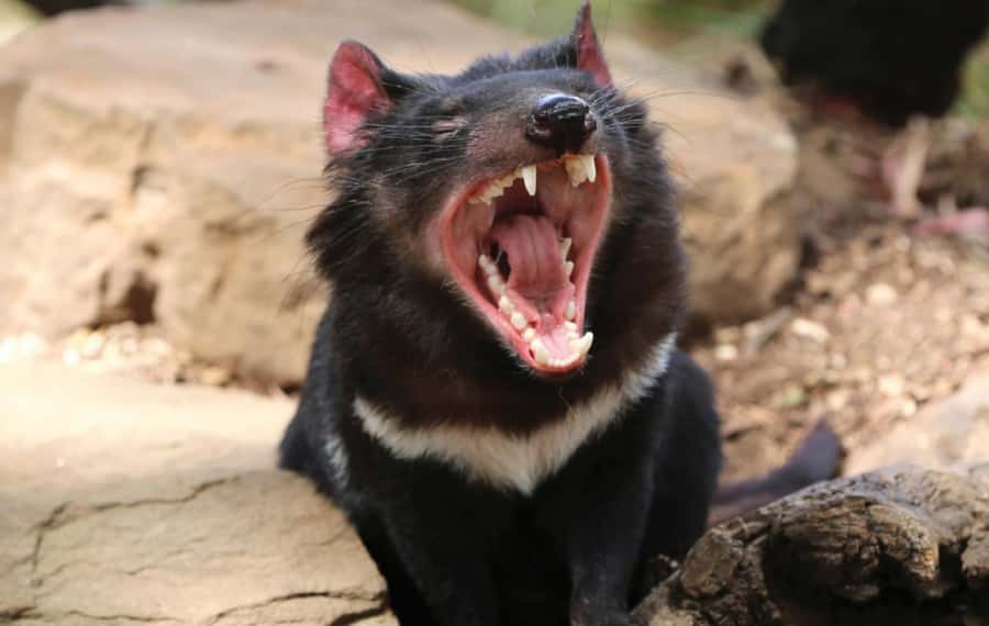 Hobart: Mt Wellington, Richmond, & Bonorong Wildlife Tour - Who should choose this Hobart day trip?