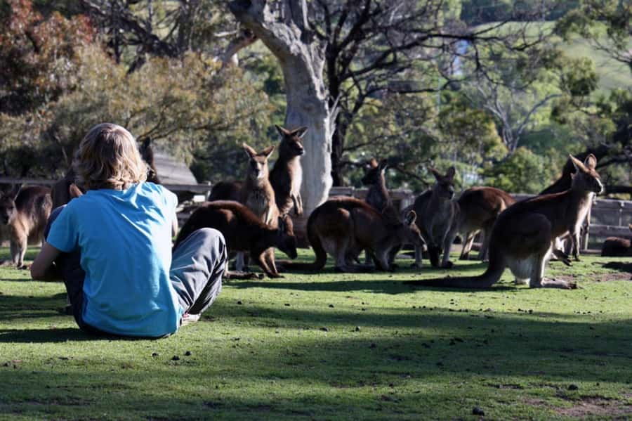 Hobart: Mt Wellington, Richmond, & Bonorong Wildlife Tour - Should you book the Mt Wellington, Richmond, and Bonorong tour?