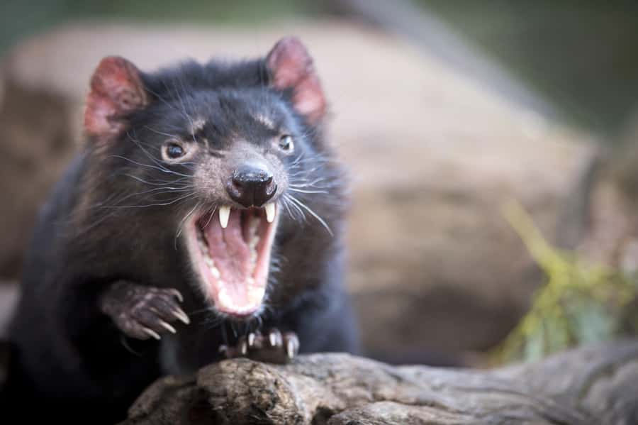Hobart: Port Arthur, Richmond & Tassie Devil - Active Tour - A long day with Tasmania’s best contrasts