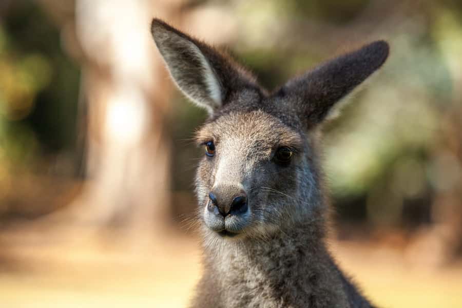 Hobart: Port Arthur, Richmond & Tassie Devil - Active Tour - Is $138 good value?
