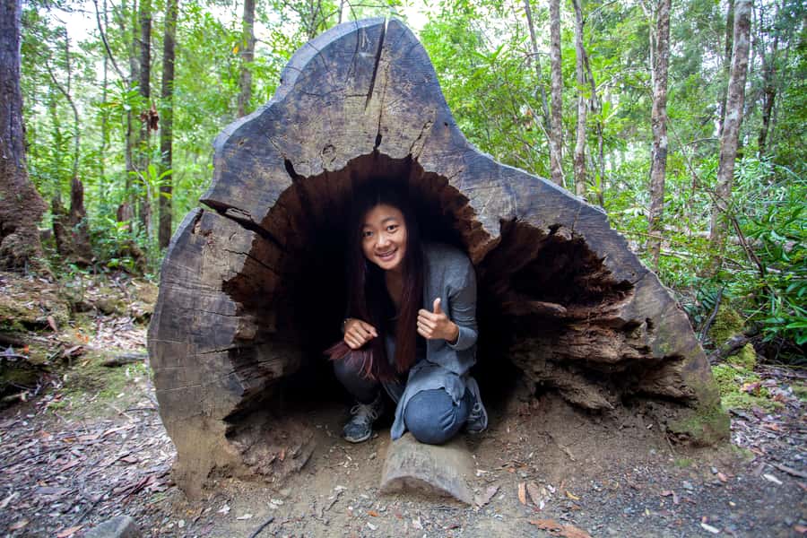 Hobart: Tahune Airwalk & Hastings Caves - Active Day Tour - Swinging bridges over the Huon River