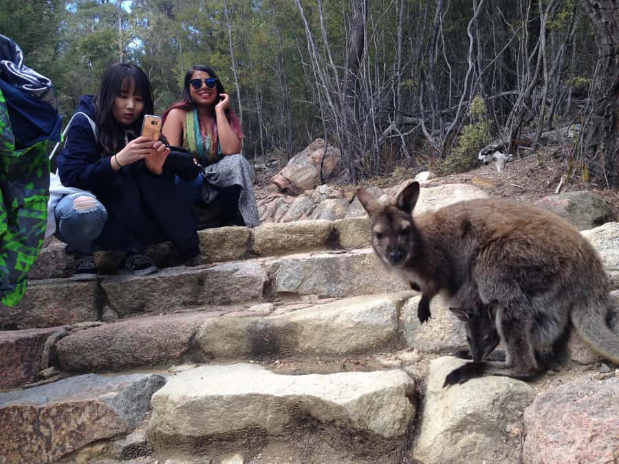 Hobart: Wineglass Bay & Freycinet Active Day Tour - Cape Tourville’s short lighthouse walk