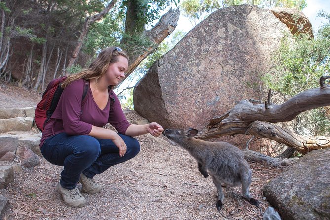Hobart: Wineglass Bay & Freycinet National Park - Active Day Tour - Guides, group size, and the feel of the day
