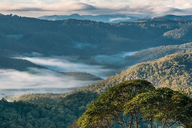 Hop on Hop Off Bus - Tamborine Mountain - Cauldron Distillery and Estate