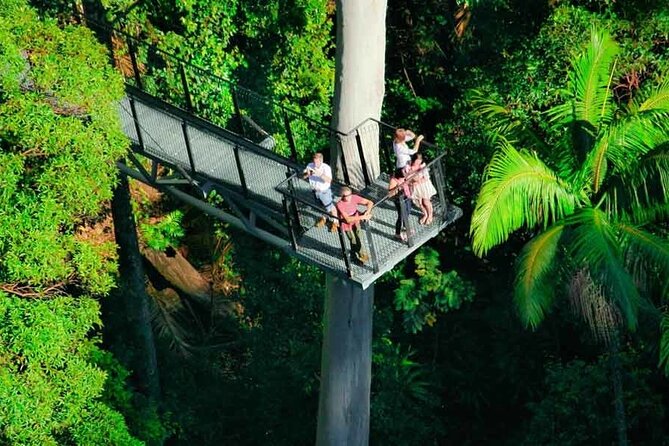 Hop on Hop off - Tamborine Rainforest Skywalk + Glow Worm Caves - A mountain day built around two very different sights