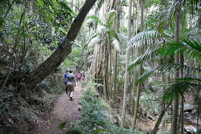 Hop on Hop off - Tamborine Rainforest Skywalk + Glow Worm Caves - The Glow Worm Caves in 45 minutes