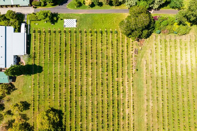 Hop on Hop off Wine tasting tour to Tamborine Mountain - Gallery Walk and time to wander