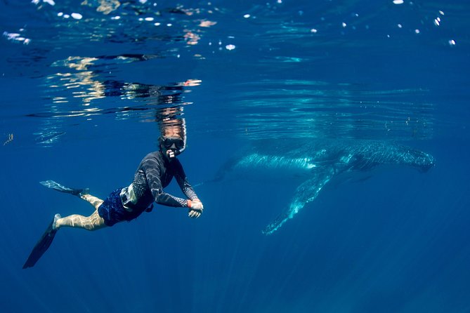 Humpback Whale Safari - Meeting the whales at Ningaloo Reef