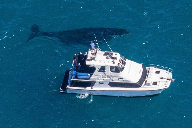 Humpback Whale Safari - Why the group limit matters
