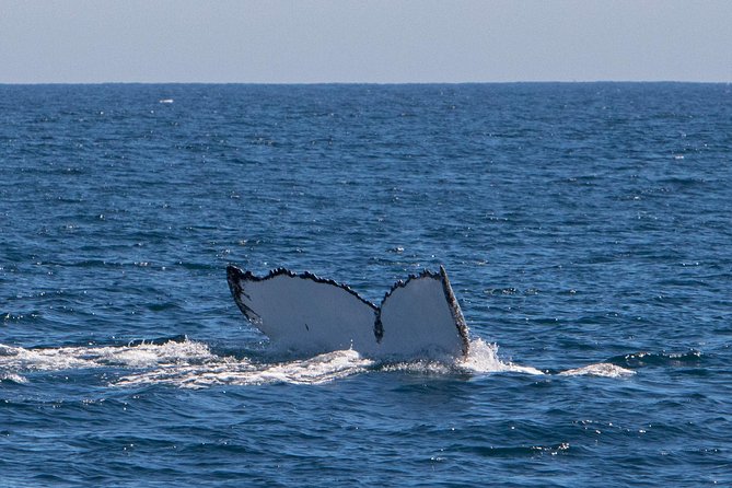 Humpback Whale Safari - The wildlife rules are part of the experience