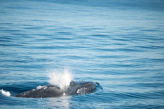 Humpback Whale Safari - What the 7:30 am start means