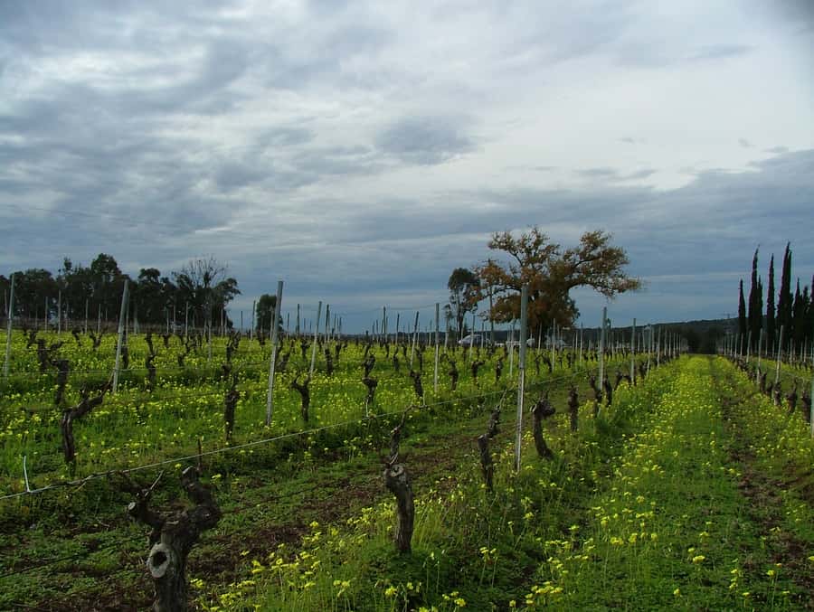 Hunter Valley: Uncork the Hunter Full-Day Wine Tour - Who should book this Hunter Valley tour?