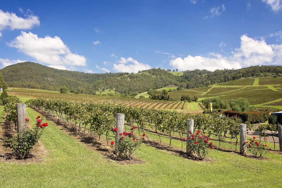 Hunter Valley: Wine Tour with 3 Tastings and Garden Lunch - Timing, comfort, and practical limits