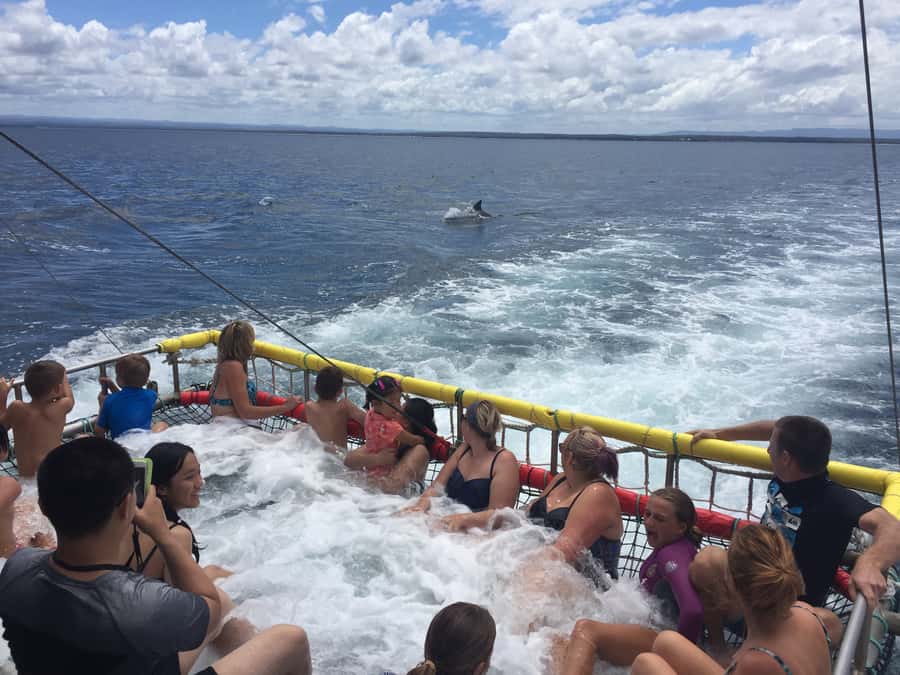Huskisson: Dolphin Cruise & Boom Netting Experience - Setting out from Huskisson public wharf
