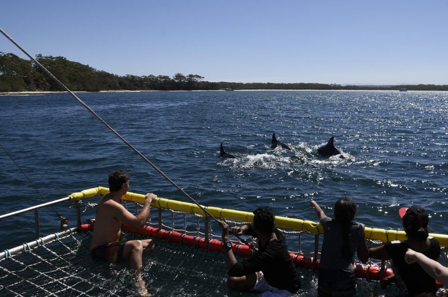 Huskisson: Dolphin Cruise & Boom Netting Experience - What the 90 minutes feels like