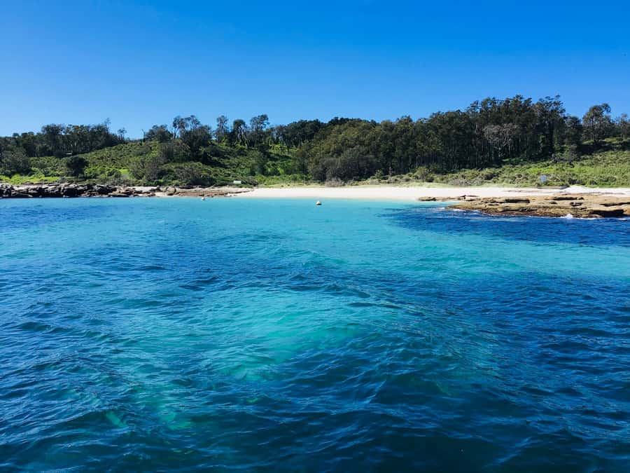 Jervis Bay: 2-Hour Cruise of Jervis Bay Passage - Watching for dolphins beside the boat