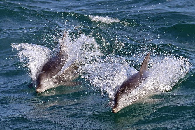 Jervis Bay Dolphin Cruise - The real question: how likely are dolphins?