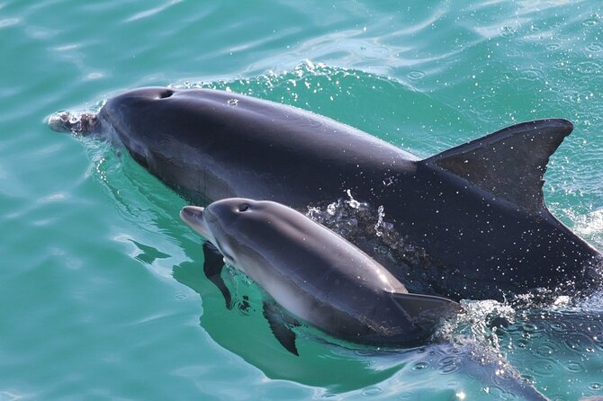 Jervis Bay Dolphin Cruise - Is $37.30 good value?