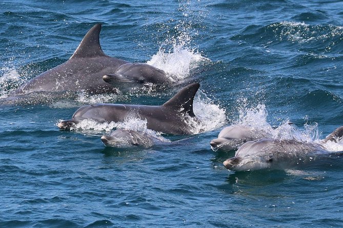 Jervis Bay Dolphin Cruise - Searching the reefs for bottlenose dolphins