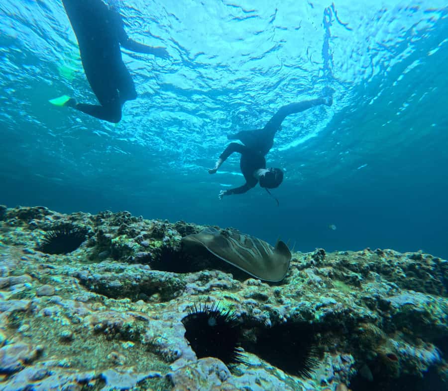 Jervis Bay: Guided Snorkelling Tour with expert guide - Key points to know before booking