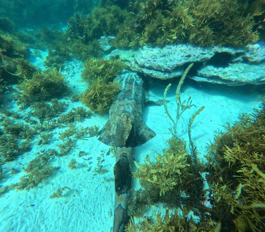 Jervis Bay: Guided Snorkelling Tour with expert guide - Reading Jervis Bay’s underwater world