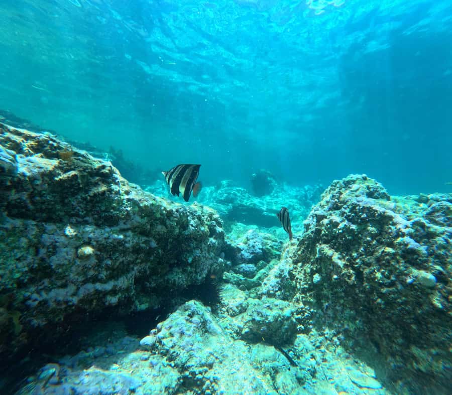 Jervis Bay: Guided Snorkelling Tour with expert guide - Photos, videos, and the post-water picnic