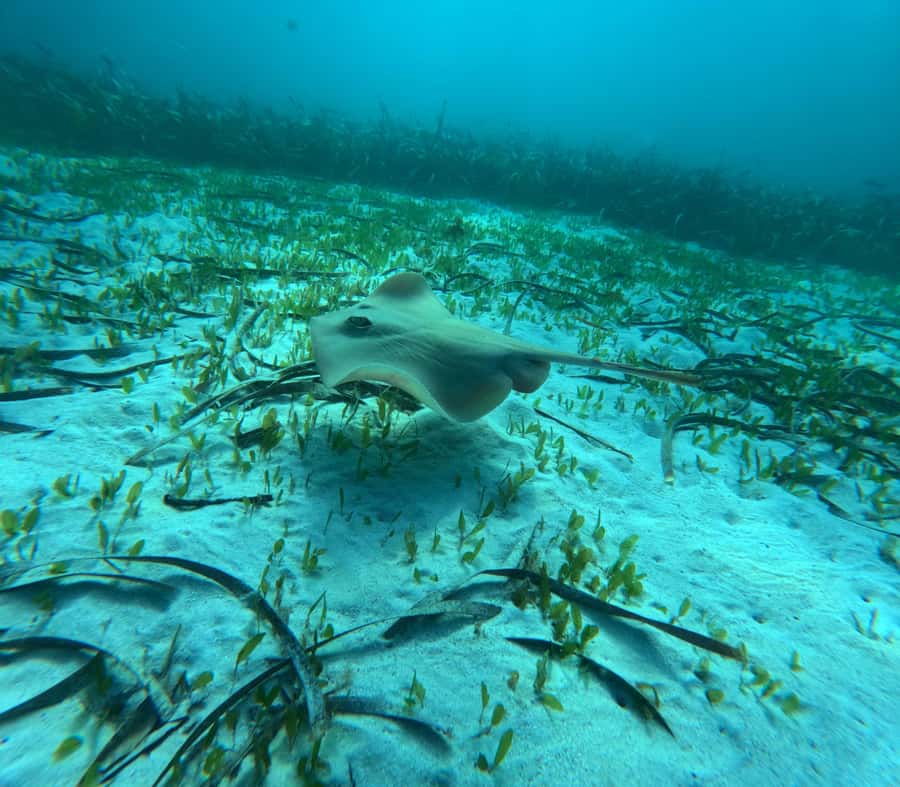 Jervis Bay: Guided Snorkelling Tour with expert guide - Why a group of eight makes a difference