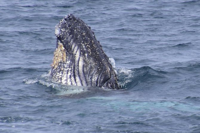 Jervis Bay Whale Watching Tour - Key points to know before you sail