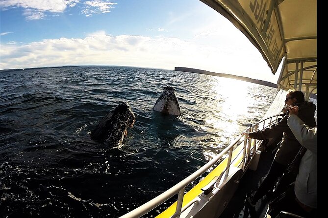 Jervis Bay Whale Watching Tour - Why the Jervis Bay whale migration matters