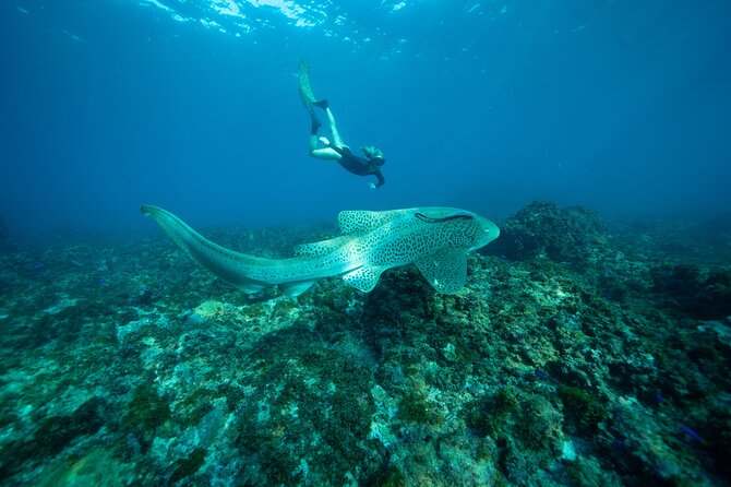 Julian Rocks: Premier Snorkeling Tour Byron Bay - What the $92.52 price includes