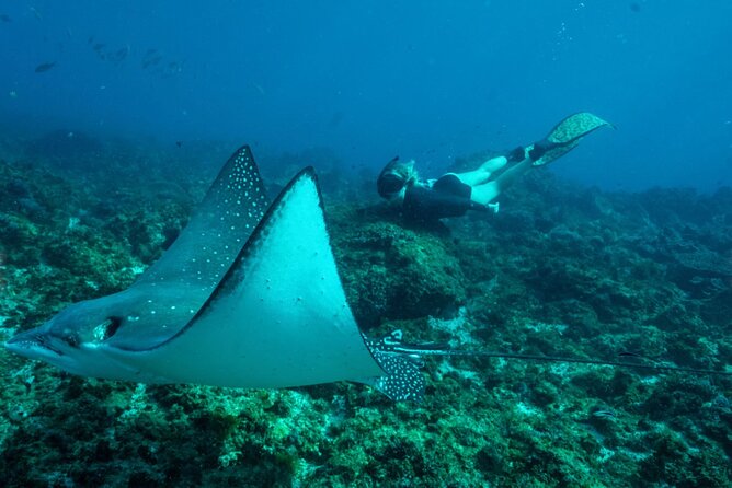 Julian Rocks: Premier Snorkeling Tour Byron Bay - Who will enjoy this tour most