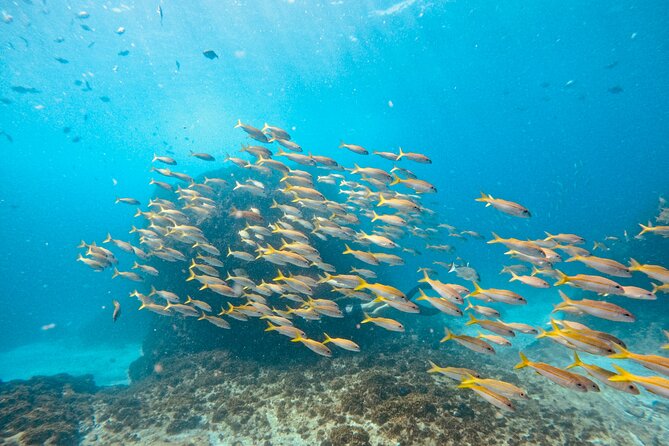 Julian Rocks: Premier Snorkeling Tour Byron Bay - Weather, cancellations and sensible planning