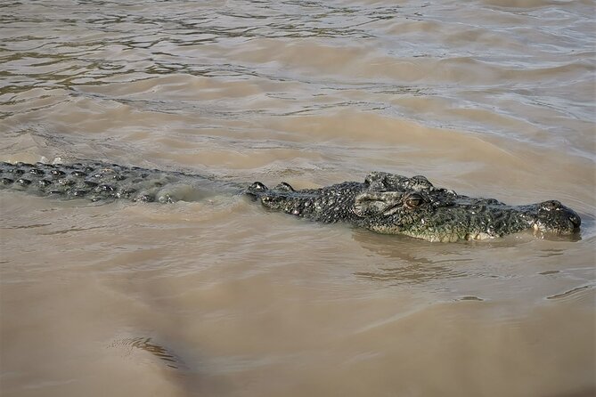 Jumping Croc Cruise, Berry Springs, Fogg Dam & Humpty Doo Pub - What the small group changes