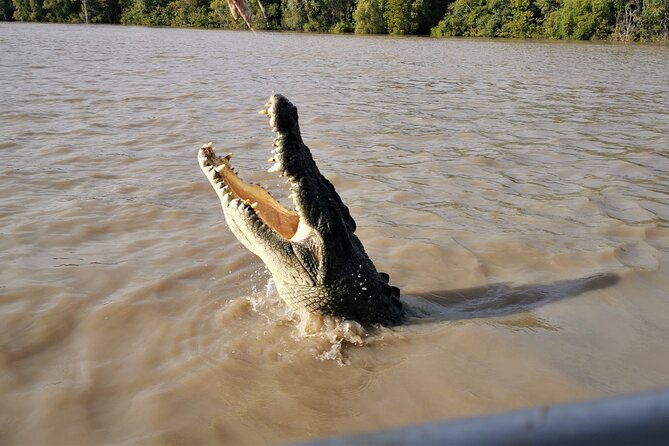 Jumping Croc Cruise, Berry Springs, Fogg Dam & Humpty Doo Pub - Who should book this Darwin day tour?