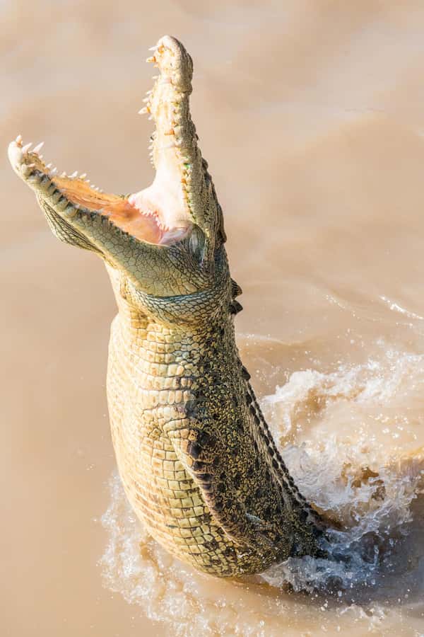 Jumping Crocodile Cruise from Darwin Half-Day Scenic Trip - Humpty Doo adds a local stop