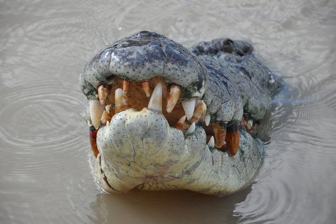 Jumping Crocodile Cruise with lunch - Why the Adelaide River crocodile cruise is the star