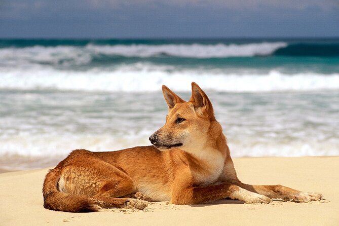 K'gari (Fraser Island) Small Group Day Tour - From Rainbow Beach - Lake McKenzie: the day’s main reward